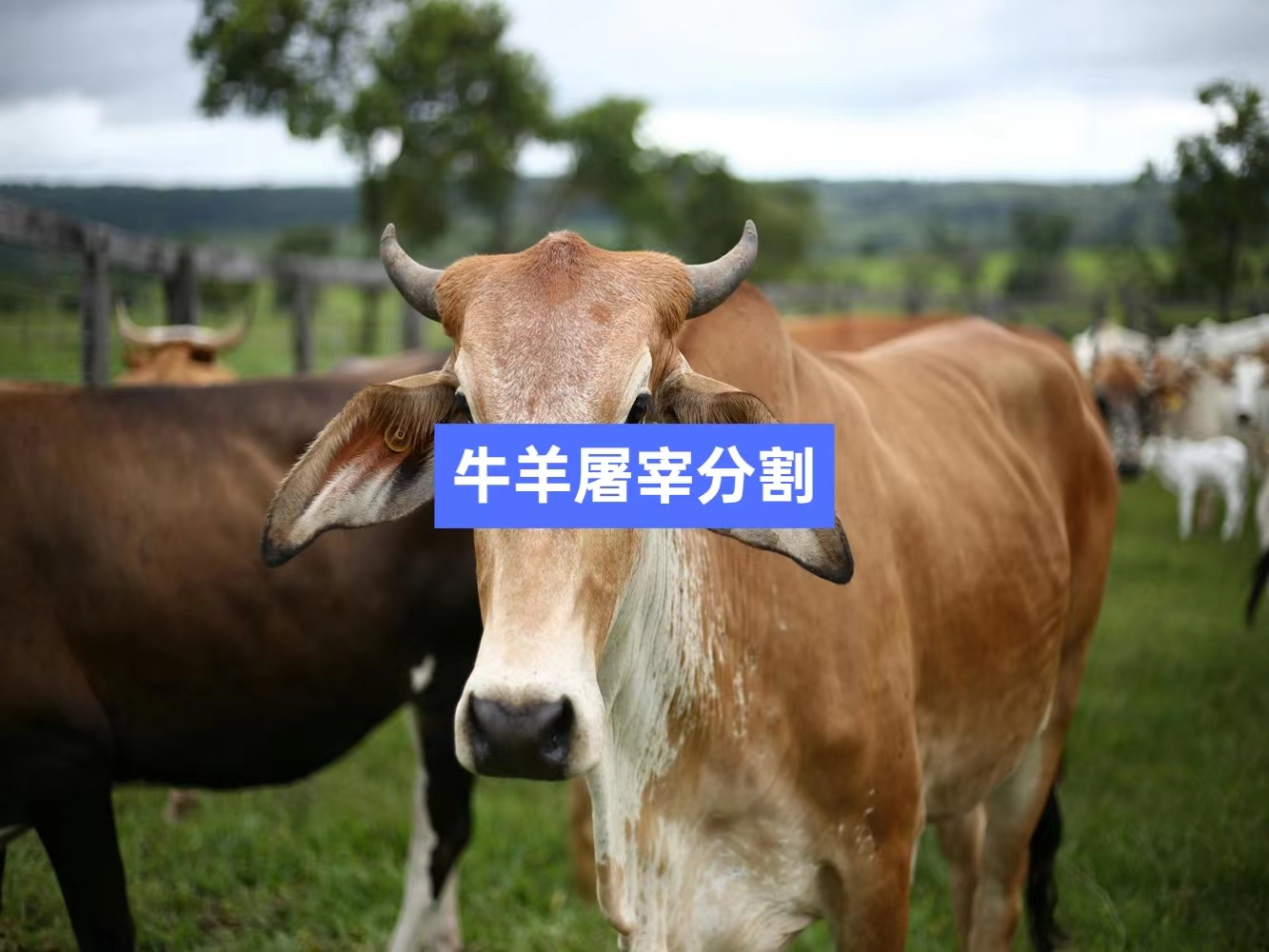 牛羊屠宰分割信息化管理軟件系統(tǒng)_肉聯(lián)廠屠宰場管理系統(tǒng)_屠宰追溯管理系統(tǒng)_mes生產管理系統(tǒng)_wms倉儲管理系統(tǒng)